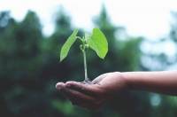 Plante © CANVA Plante © CANVA
